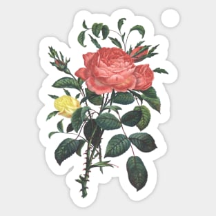 Rose Flowers Vintage Botanical Illustration Sticker